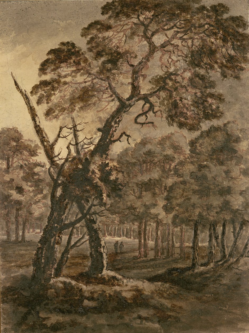 Forest Scene, A Giant Scots Fir and Forest Glade, 1771 (penn og blekk og vask på papir) av Rev. William Gilpin