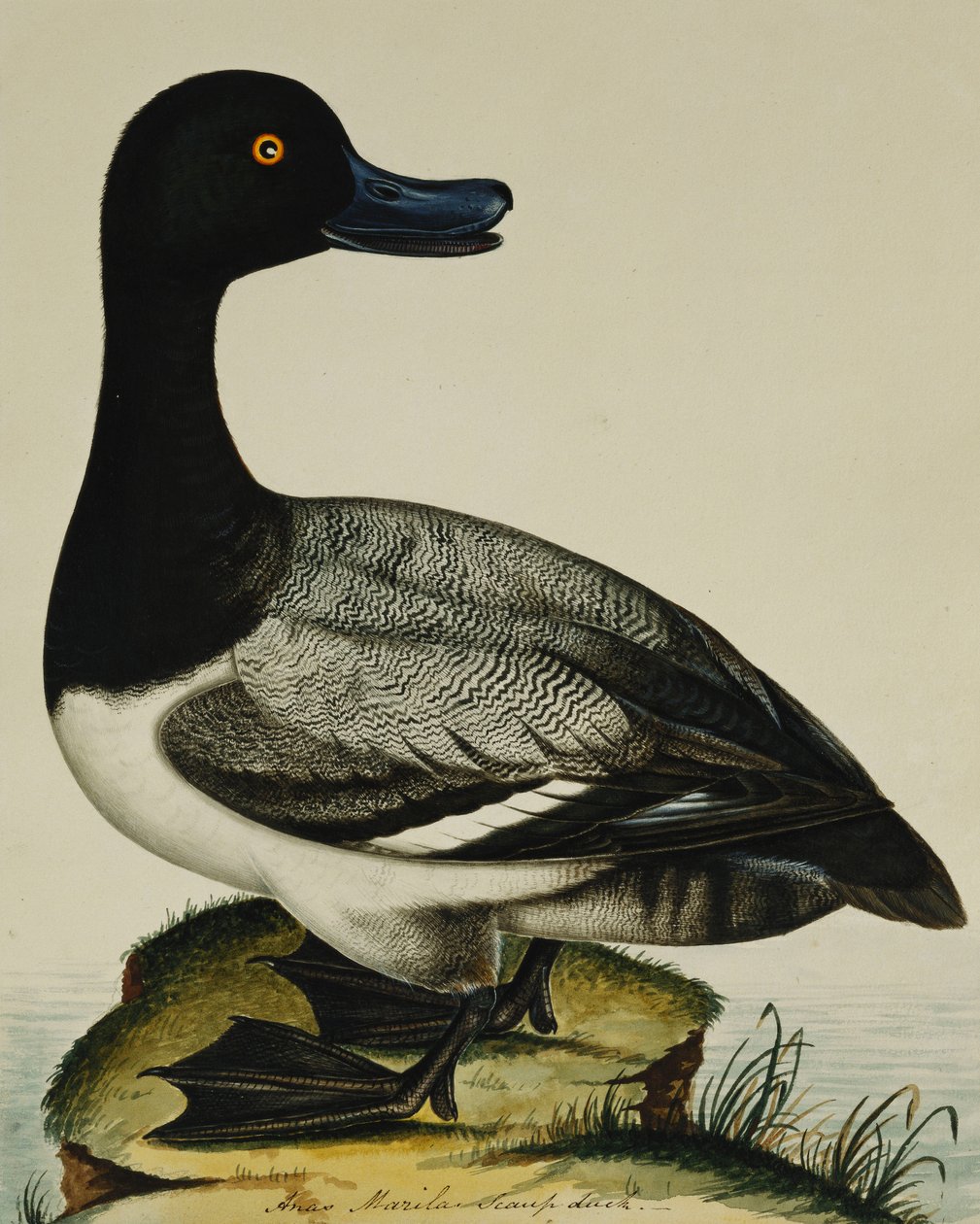 Scaup Duck av Rev. C. Atkinson