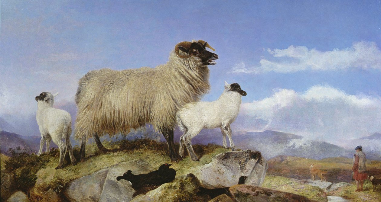 Øy og lam av Richard Ansdell