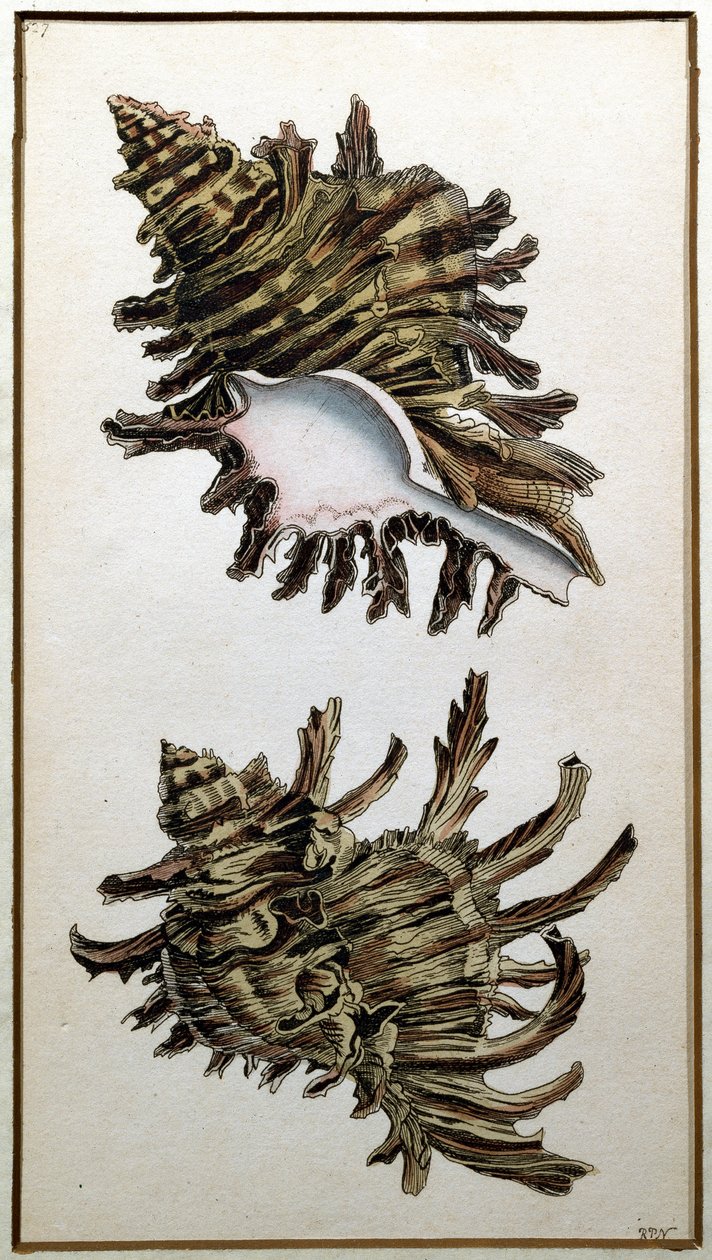 Conch Shell, utgitt av Shaw, ca. 1790-1820 (trykk) av Richard Polydore Nodder