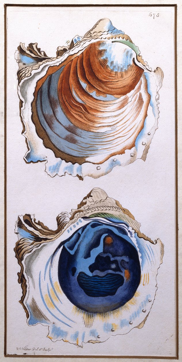 Oyster Shell, utgitt av Shaw, ca. 1790-1820 (trykk) av Richard Polydore Nodder