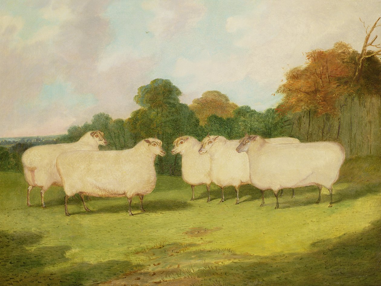 Studie av sauer i et landskap av Richard Whitford