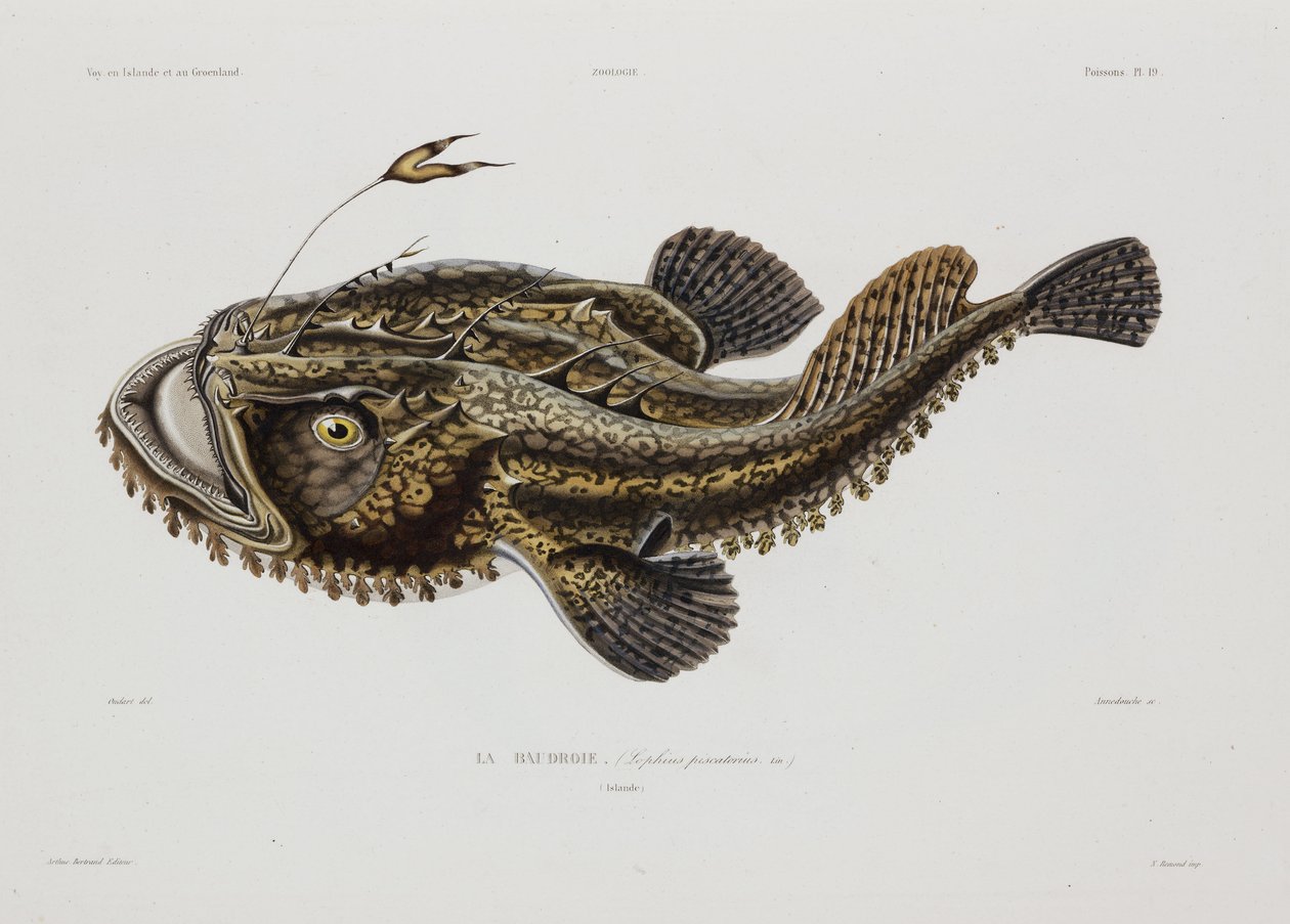 Angler fisk, Island, tidlig på 1800-tallet av John Pardon