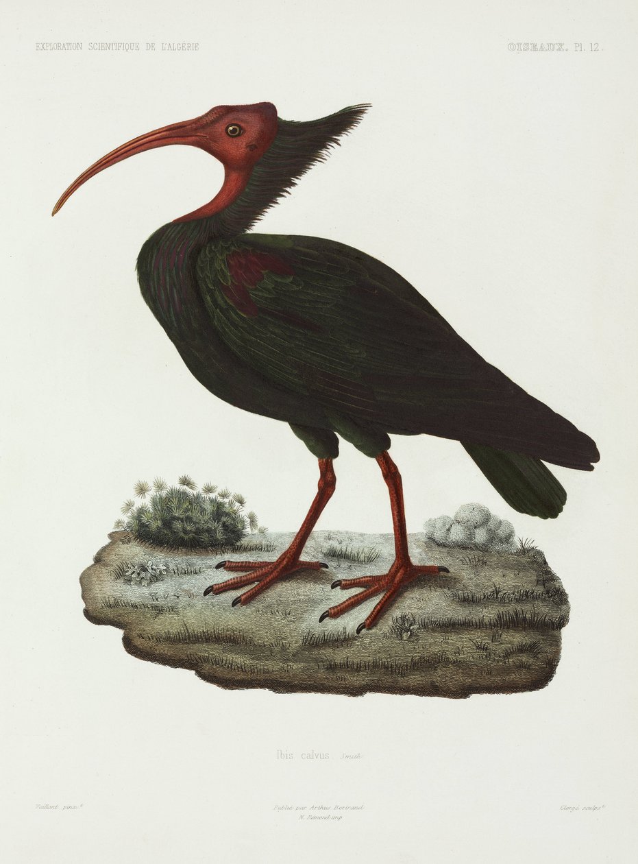 Skallet ibis, Algerie av John Pardon