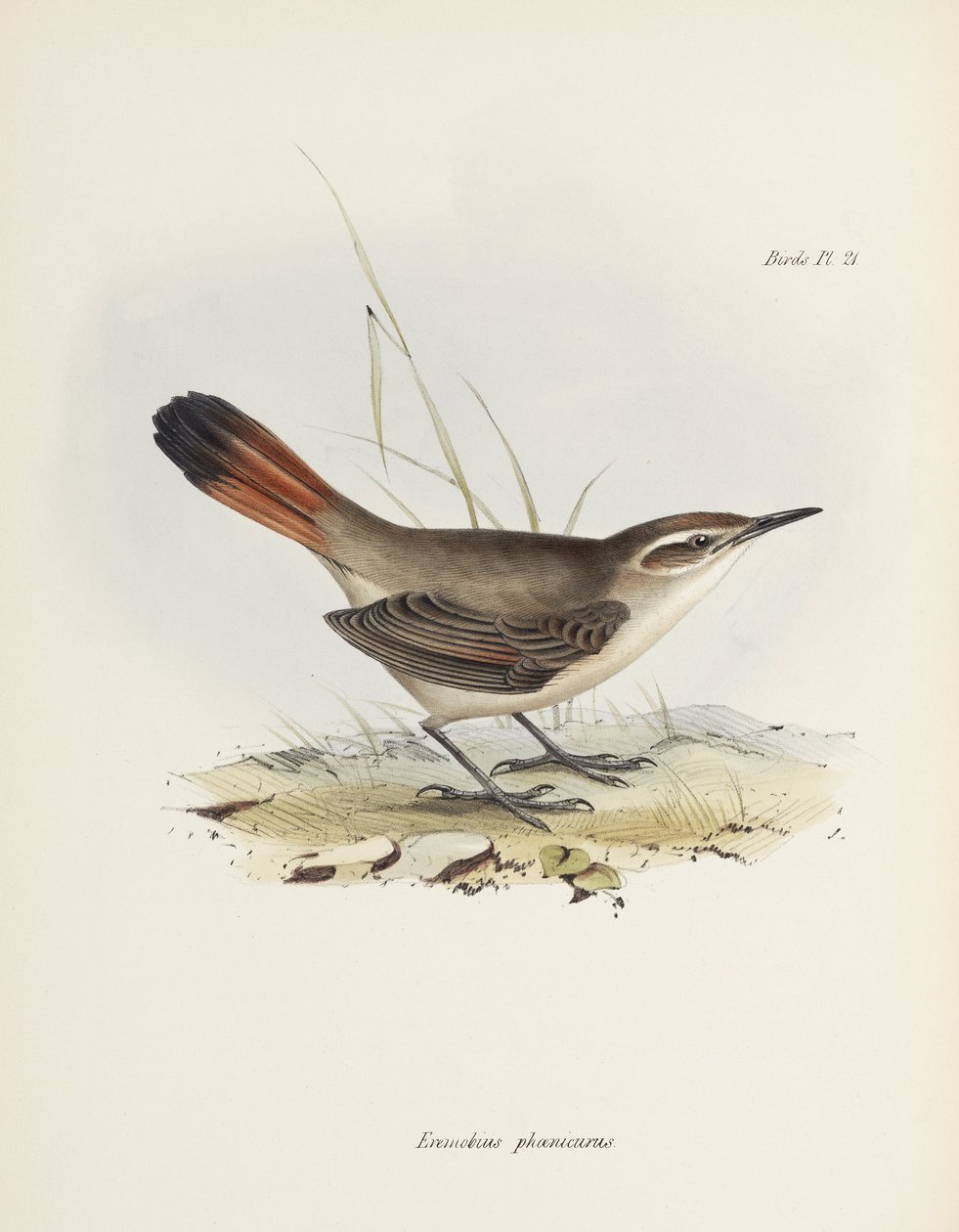 Band-tailed earthcreeper, Sør-Amerika, ca 1832-1836 av John Pardon