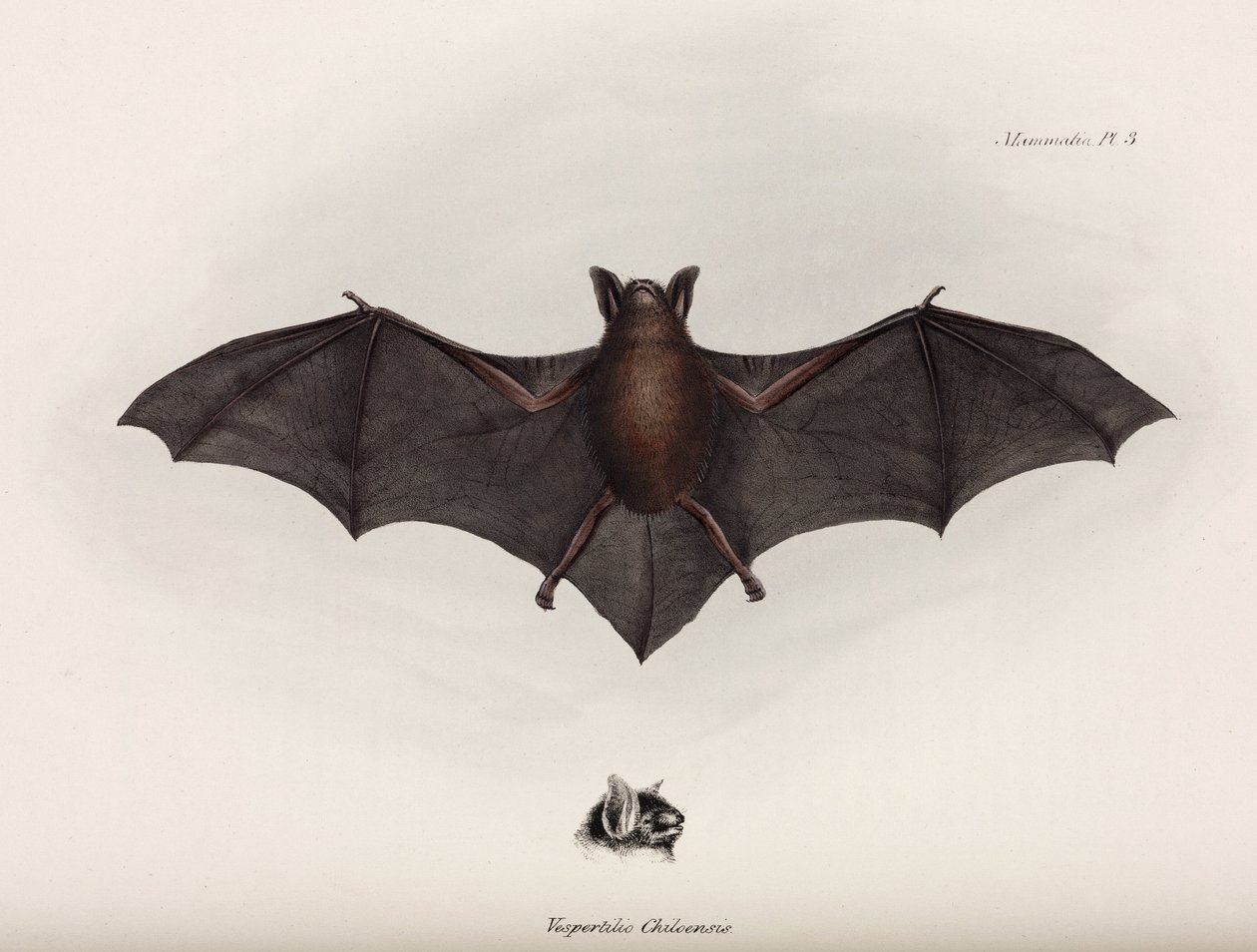 Flaggermus, Sør-Amerika, ca 1832-1836 av John Pardon