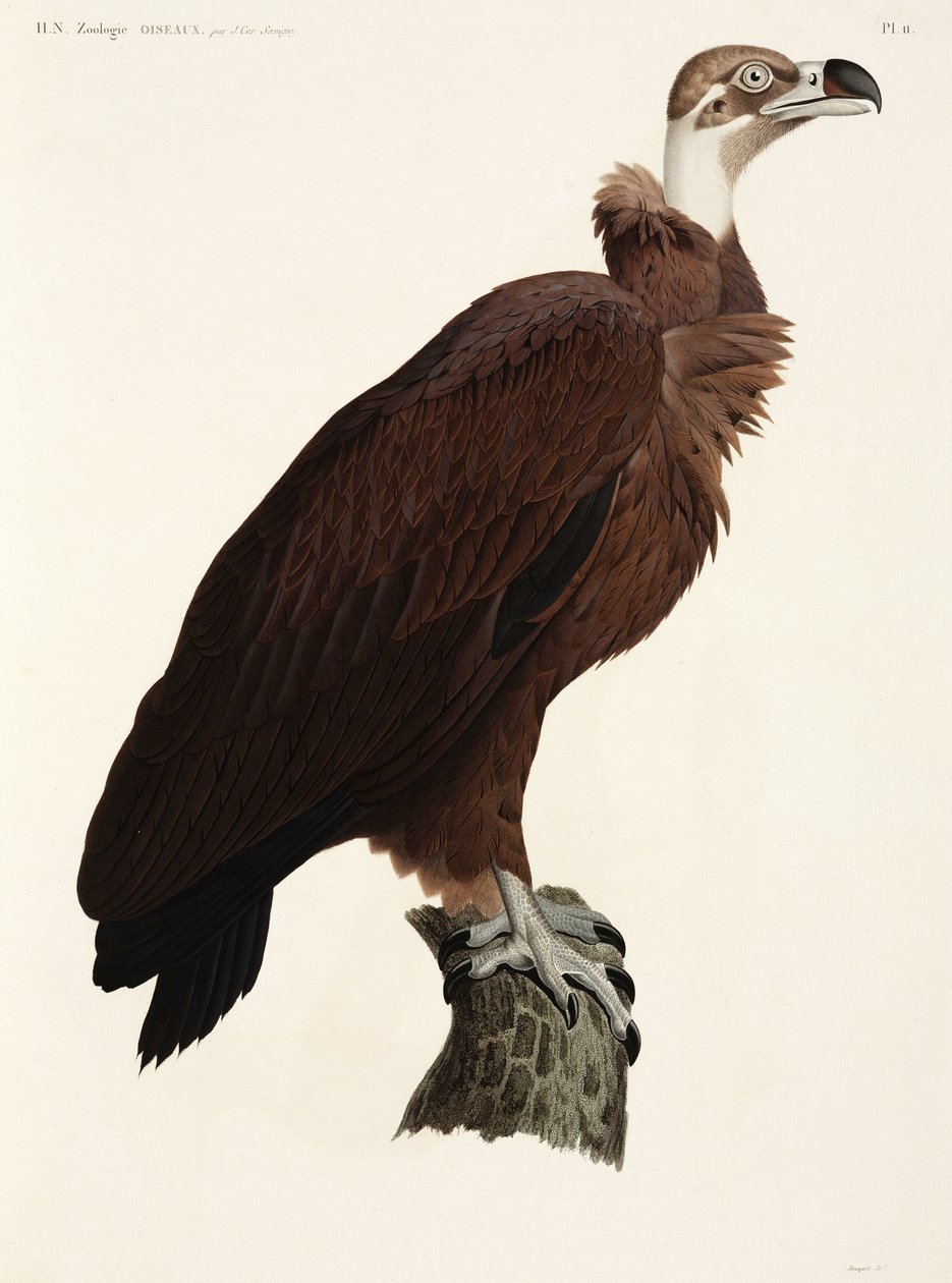 Brown Vulture, Egypt av John Pardon
