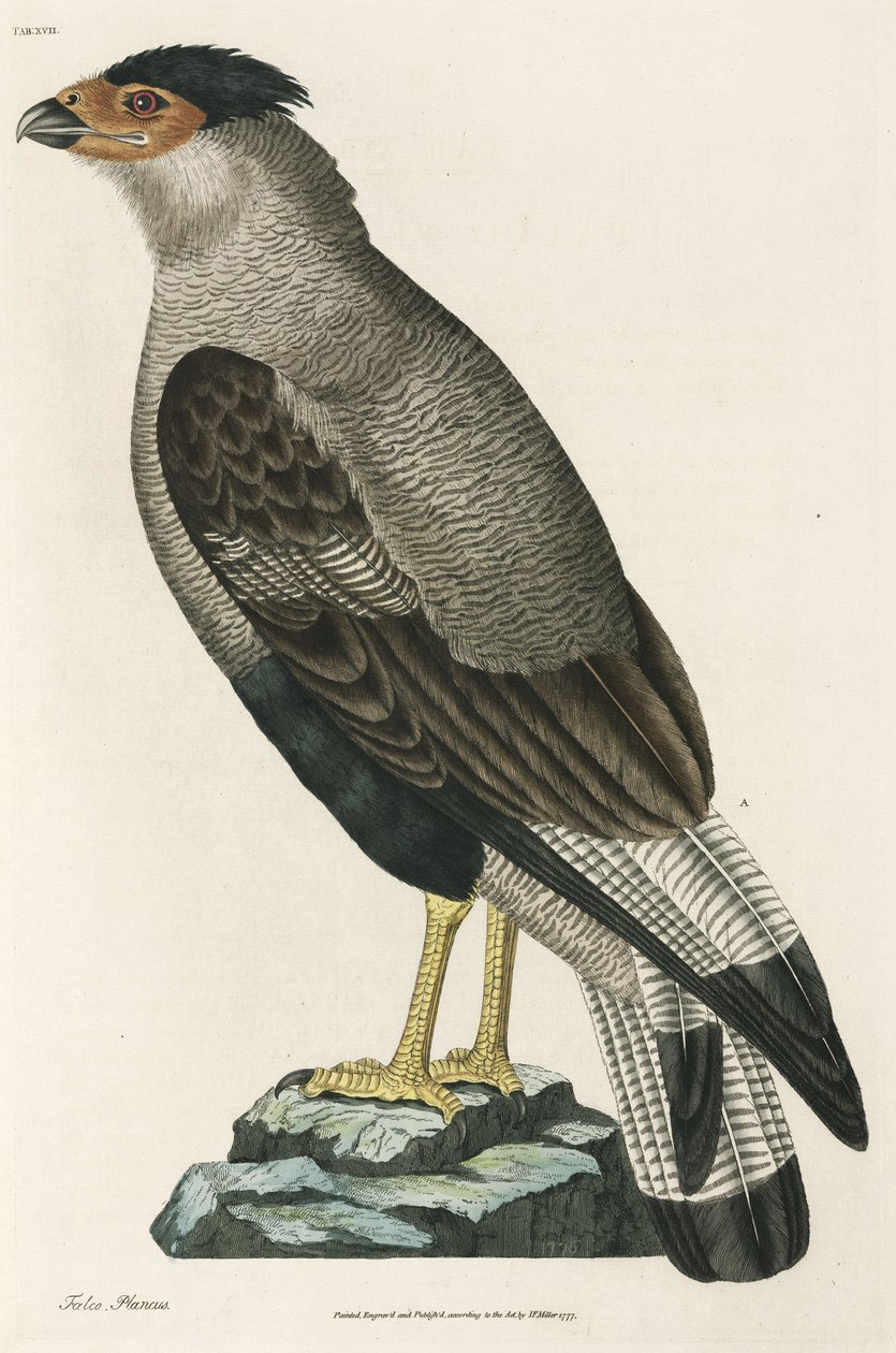 Crested Caracara av John Pardon
