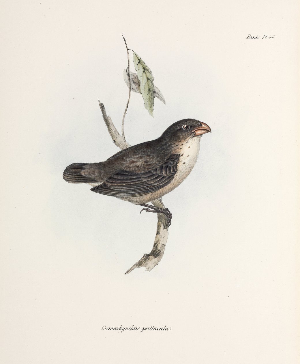 Finch, ca 1832-1836 av John Pardon