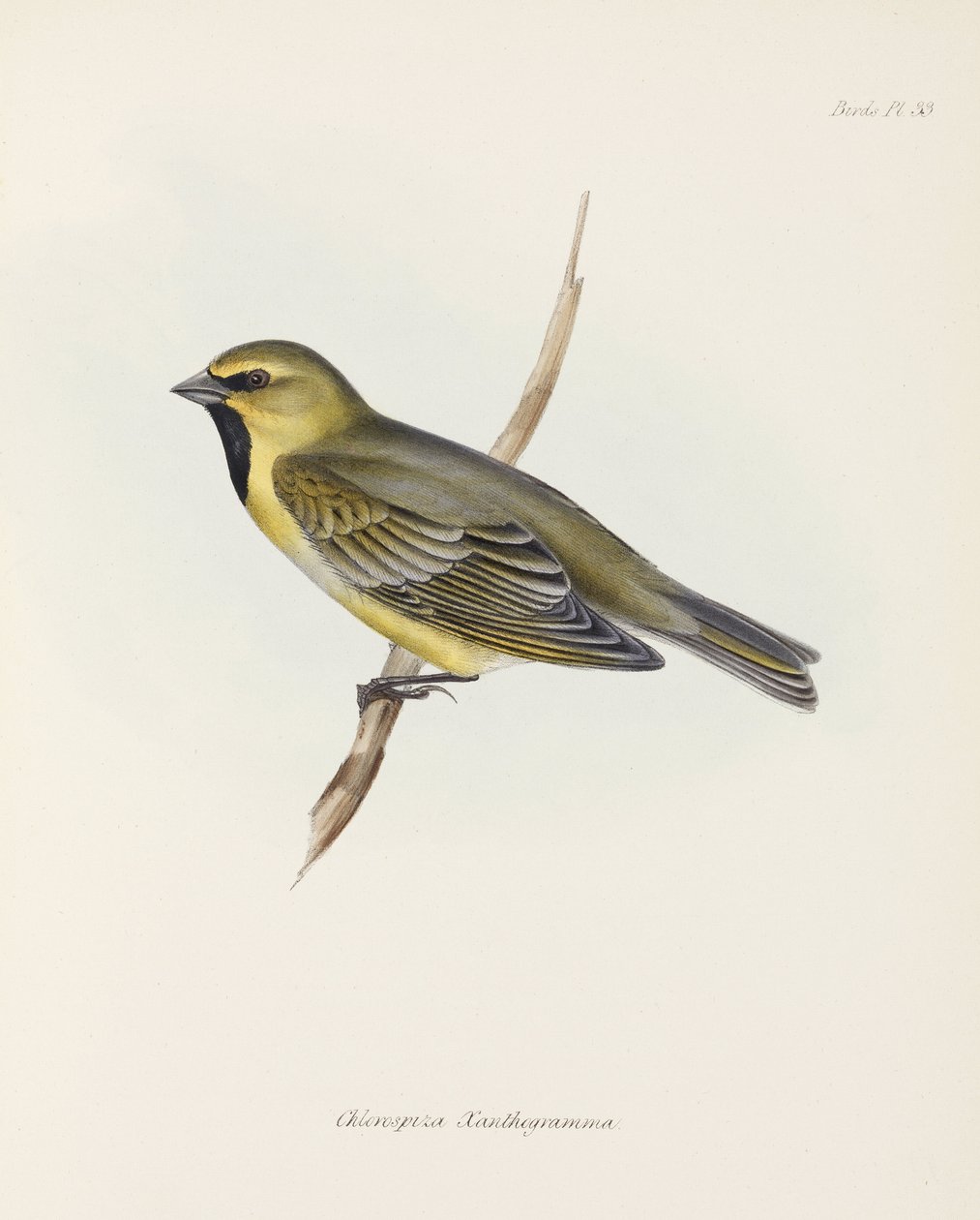 Finch, ca 1832-1836 av John Pardon