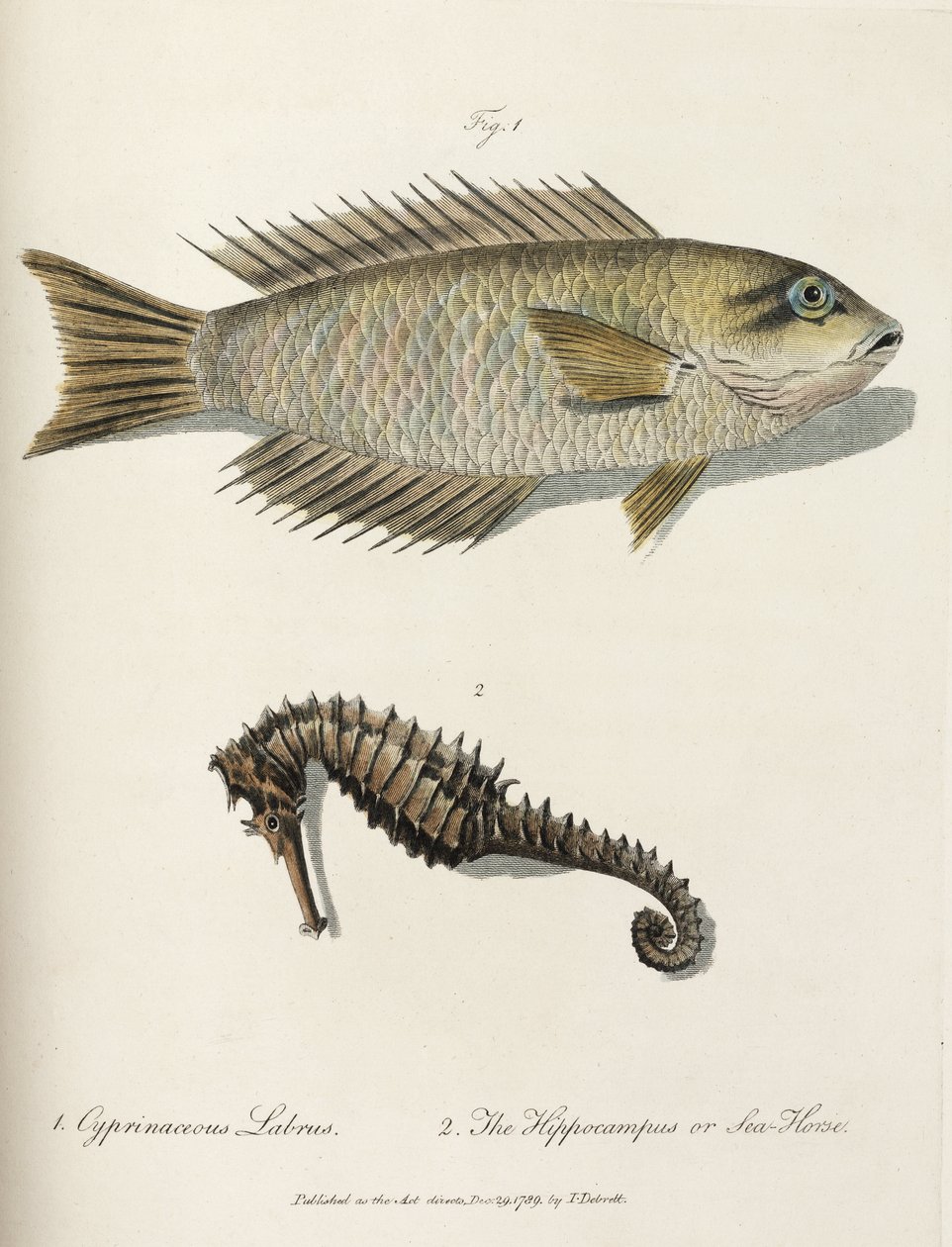 Fisk og sjøhest av John Pardon