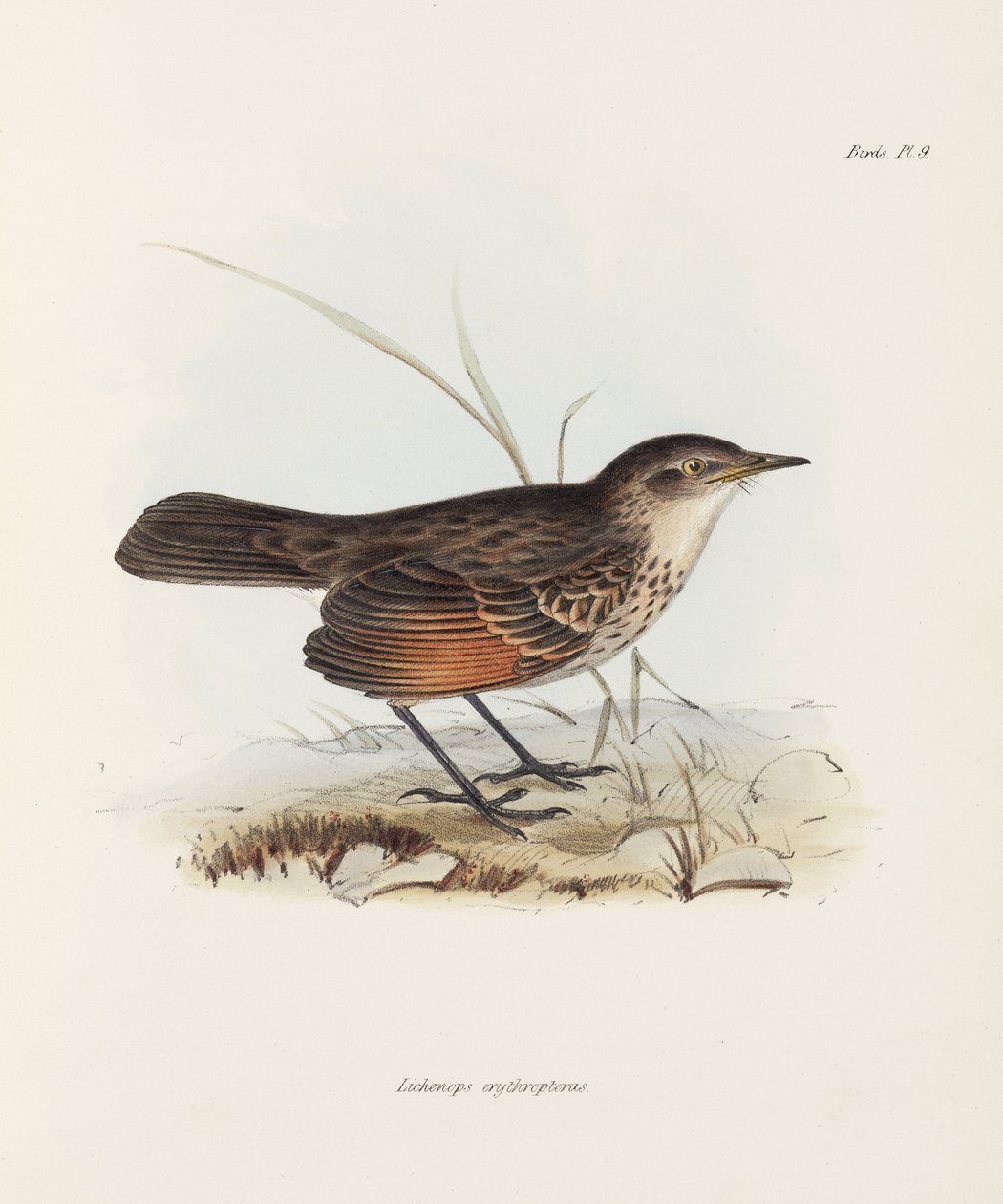 Fluesnapper, c 1832-1836 av John Pardon