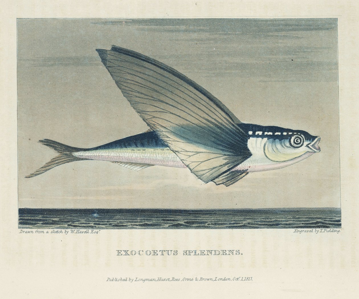 Flyvende fisk av John Pardon