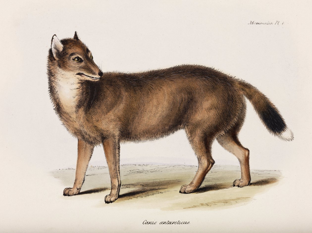 Fox, Falklandsøyene, ca 1832-1836 av John Pardon