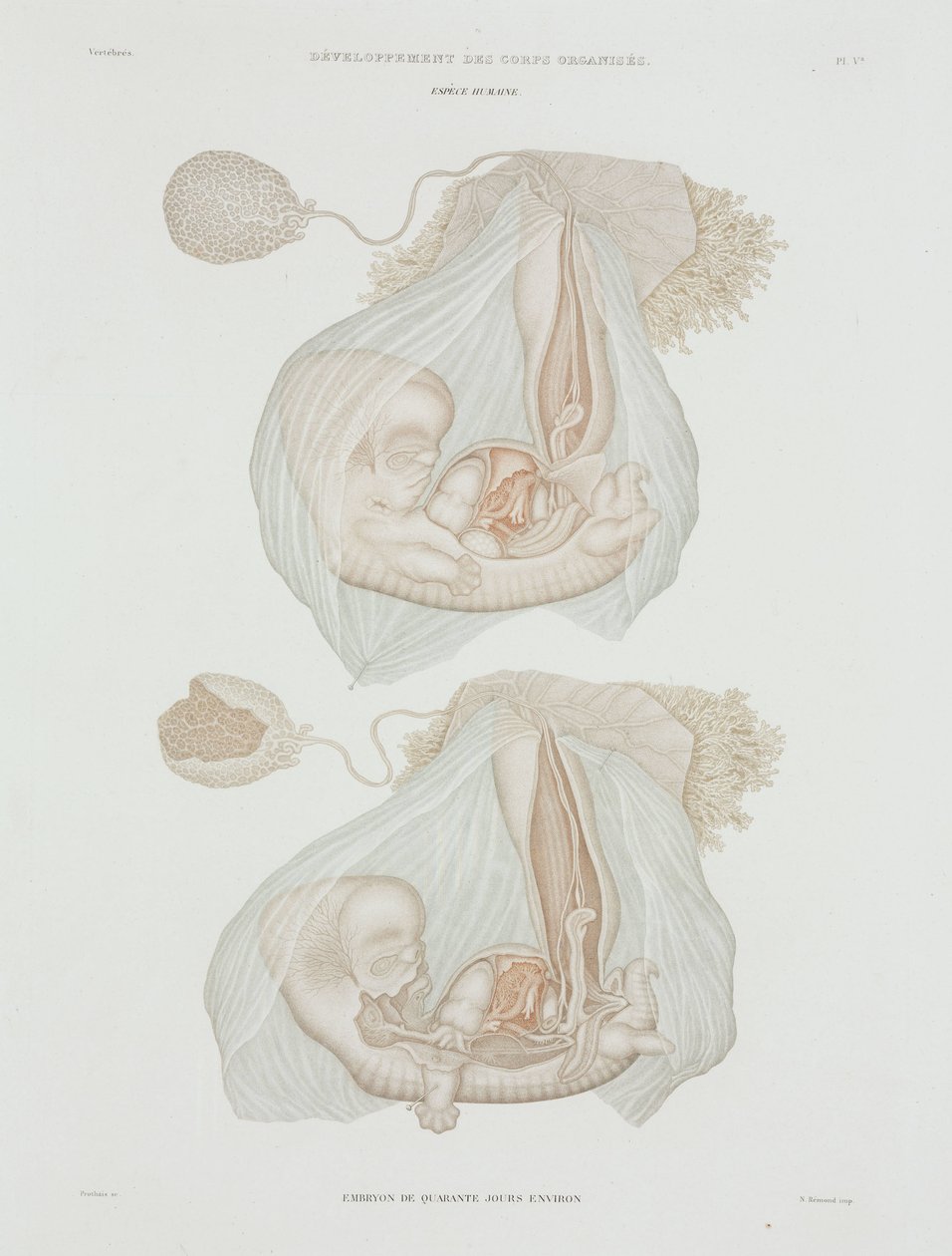 Gynekologi Menneskelig foster ved 40 dager, ca 1847-1859 av John Pardon