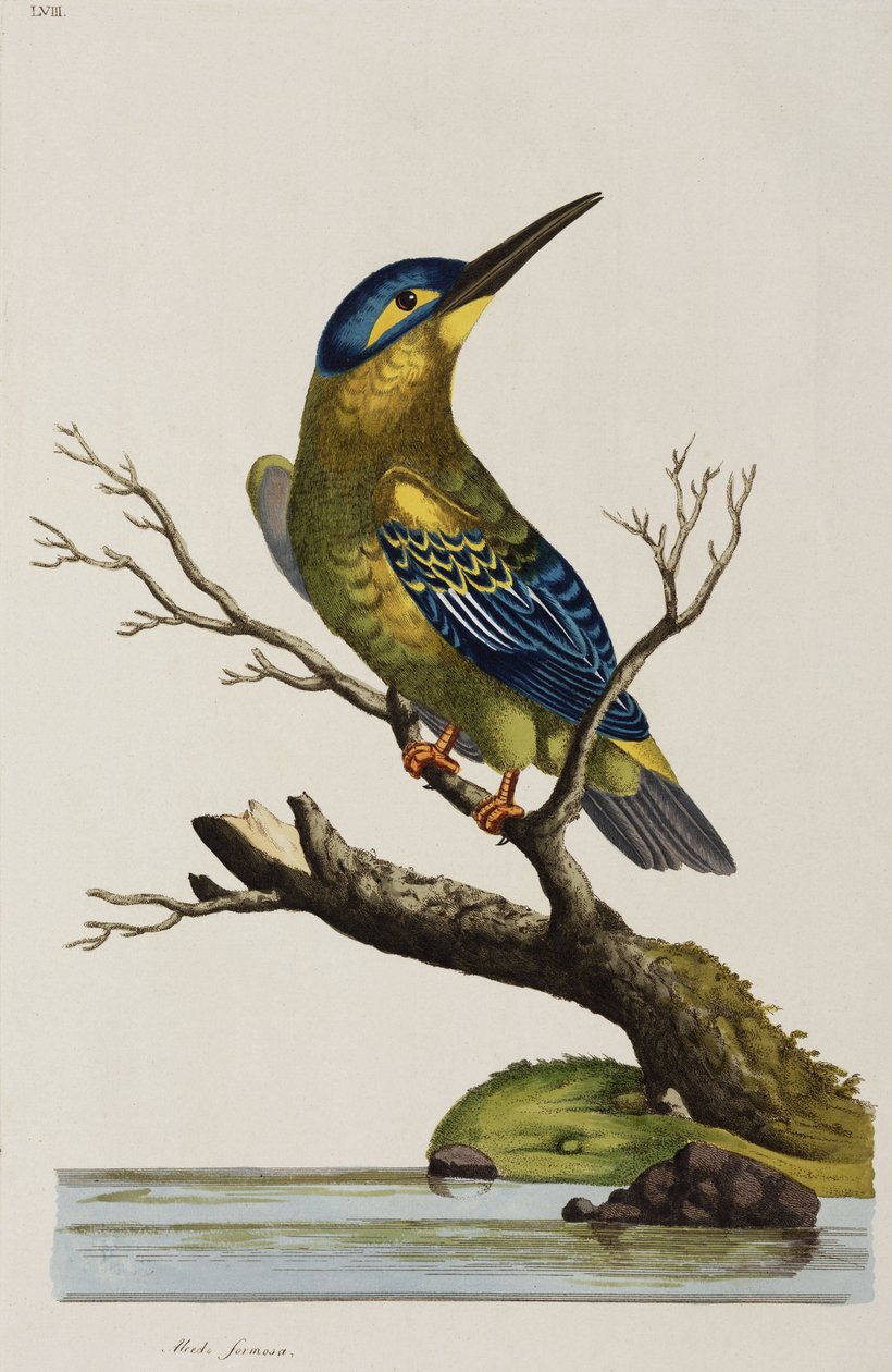Kingfisher av John Pardon