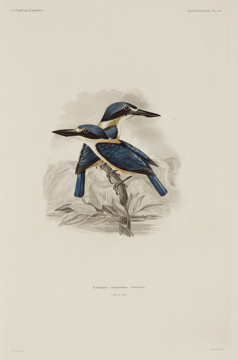 Kingfishers, Samoa av John Pardon