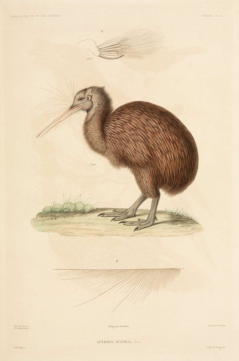 Kiwi, New Zealand av John Pardon