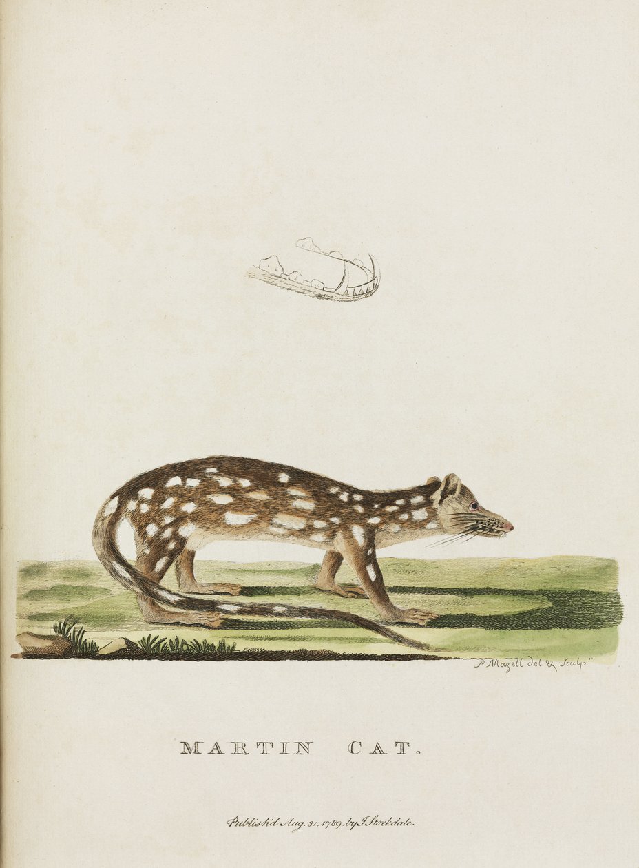 'Martin Cat', Australia, ca 1788 av John Pardon