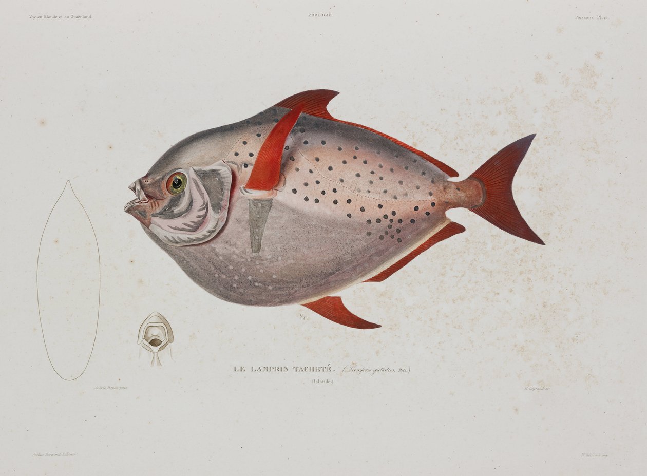 Månefisk, Island, tidlig på 1800-tallet av John Pardon