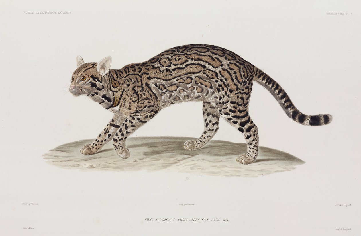 Ocelot, USA av John Pardon