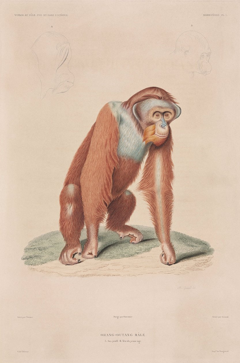 Orang-utanger, Indonesia av John Pardon
