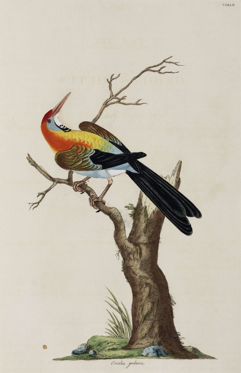 Oriole av John Pardon