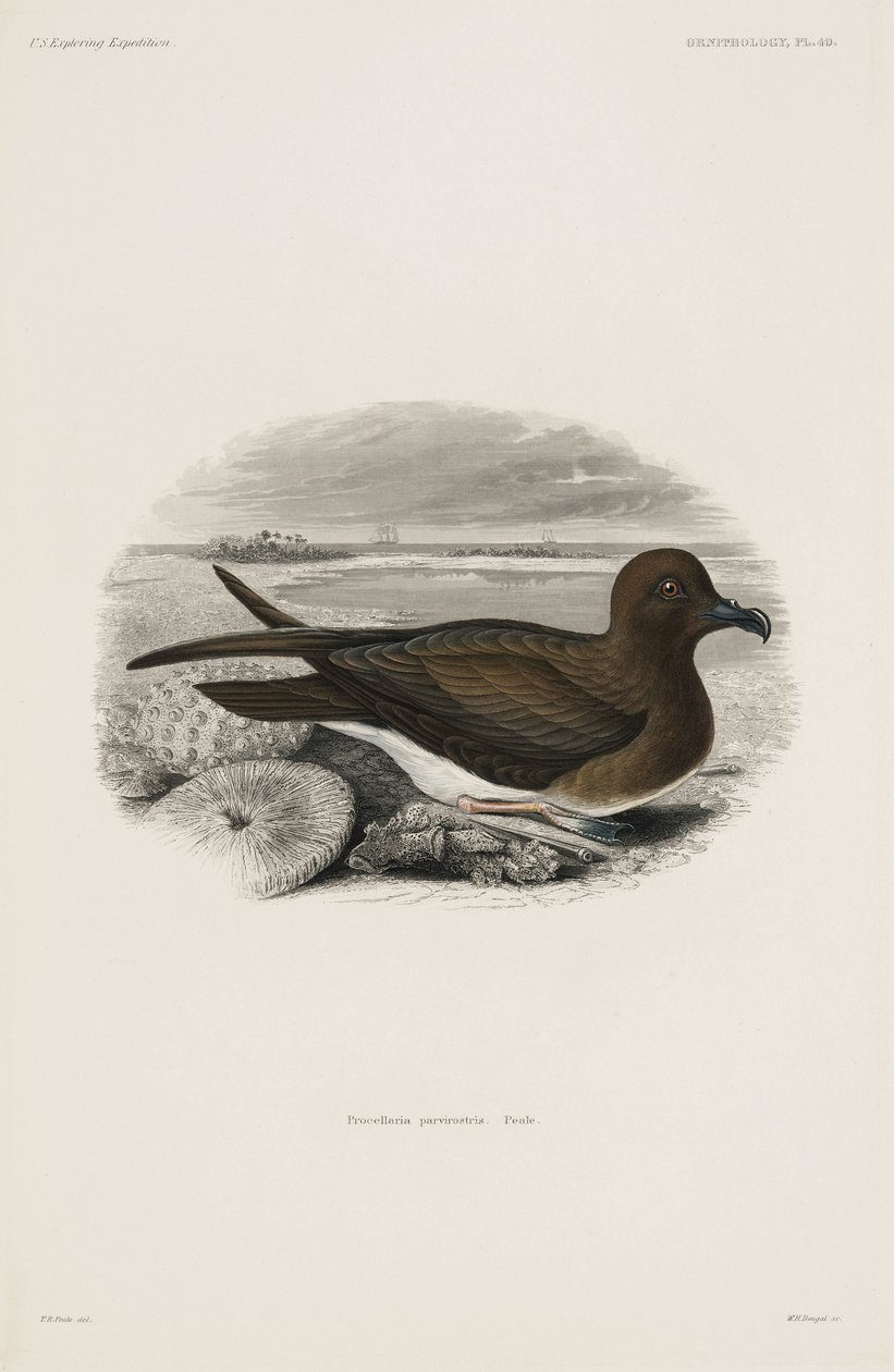 Petrel av John Pardon