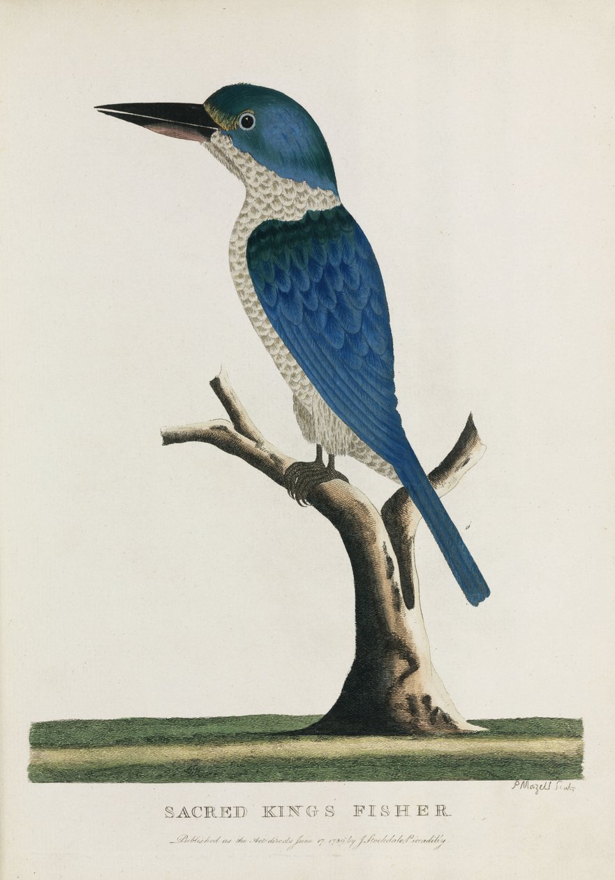 'Sacred King's Fisher', Australia, ca 1788 av John Pardon