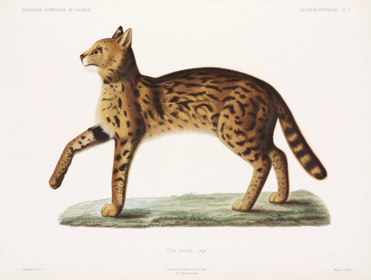 Serval, Algerie av John Pardon