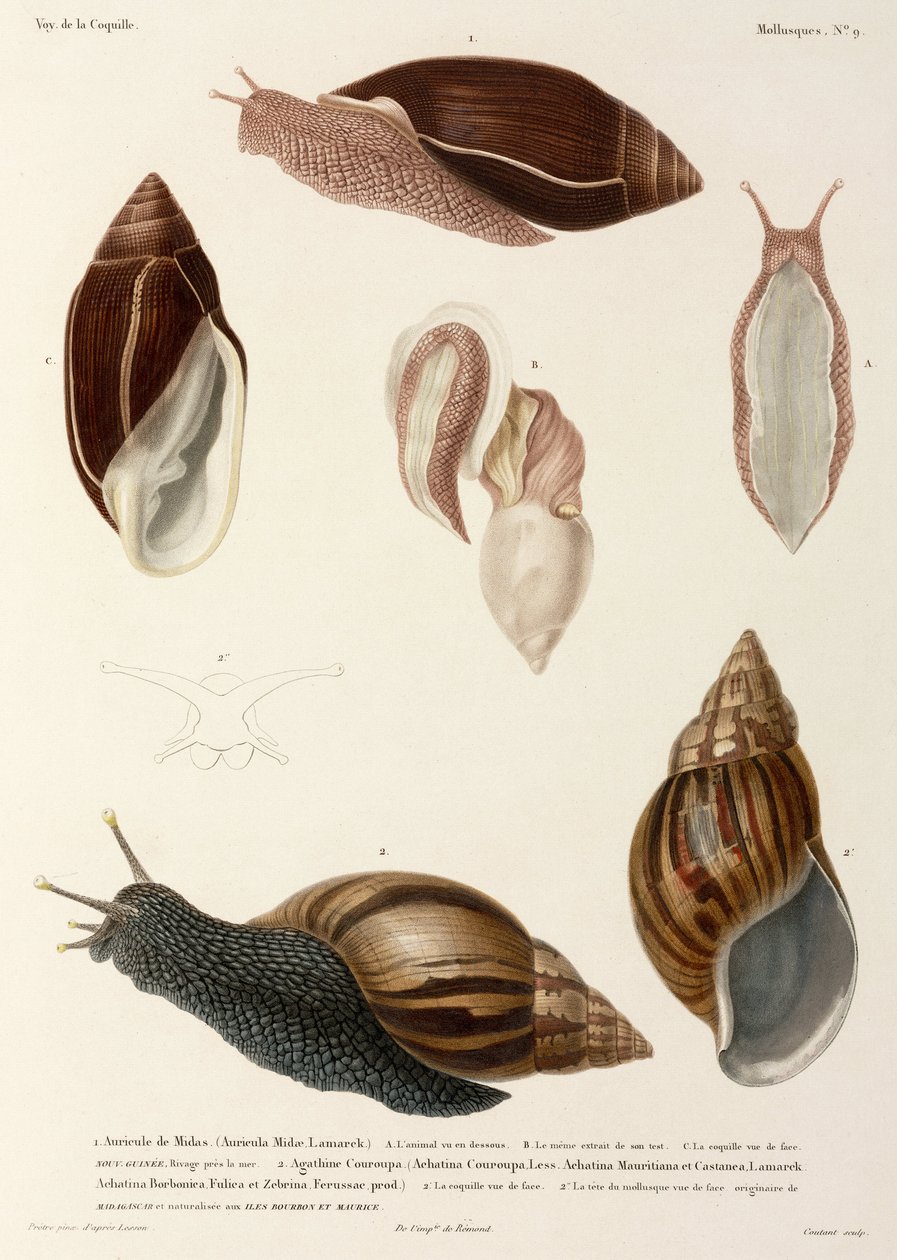 Snegler, New Guinea, Madagaskar og Mauritius av John Pardon
