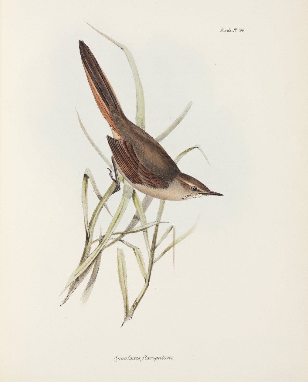 Spinetail, Sør-Amerika, ca 1832-1836 av John Pardon