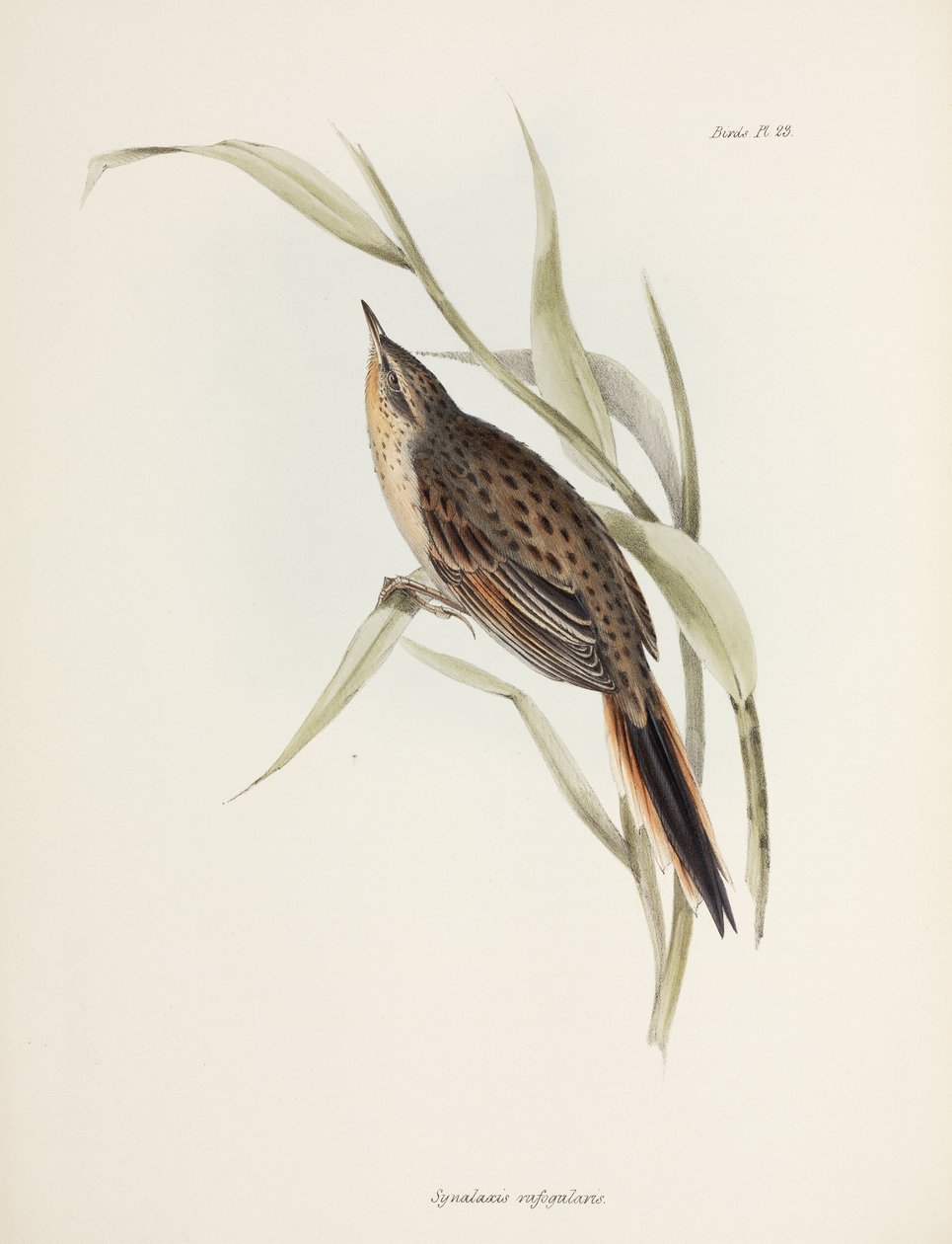 Spinetail, Sør-Amerika, ca 1832-1836 av John Pardon