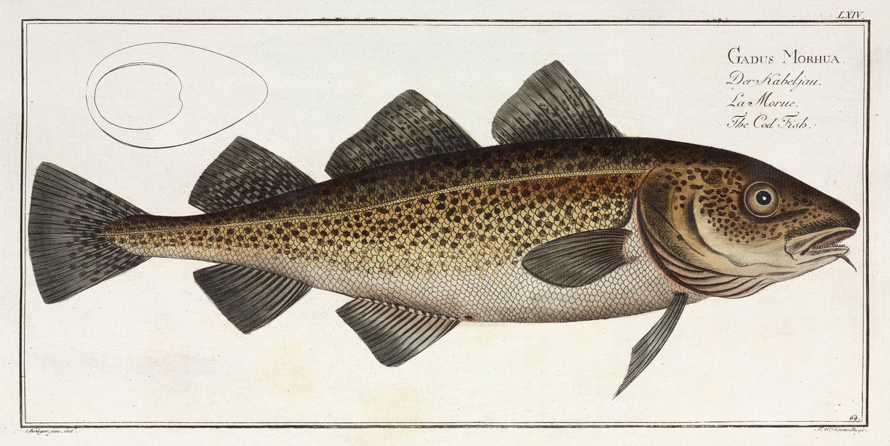 "Torskefisken" av John Pardon