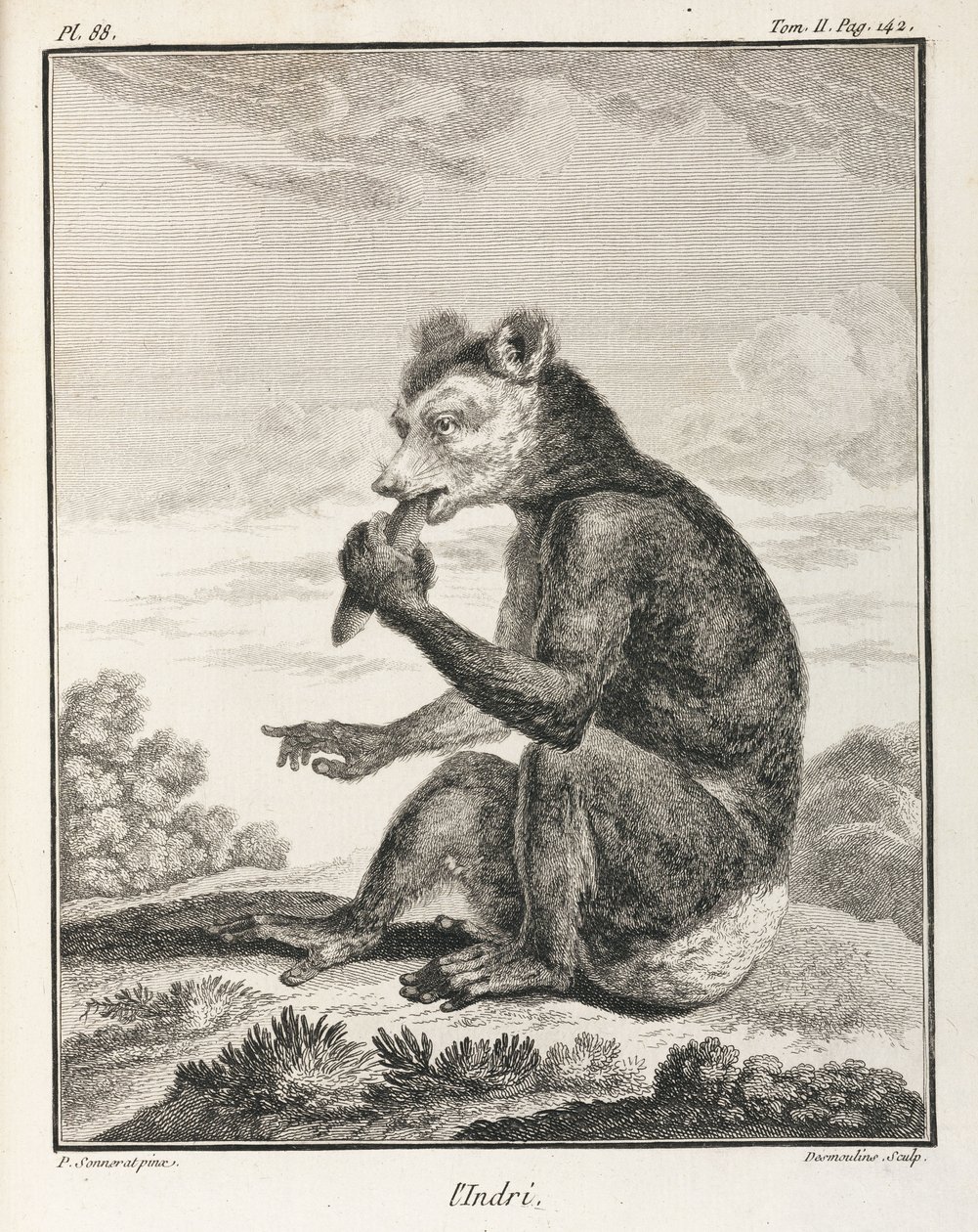 Indri - en type lemur, Madagaskar av John Pardon