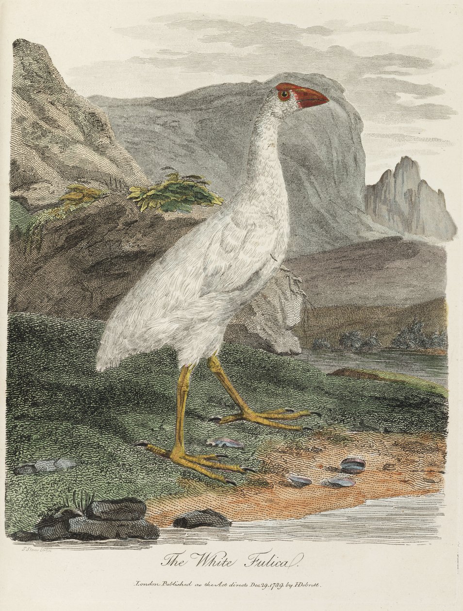 'The White Fulica' av John Pardon