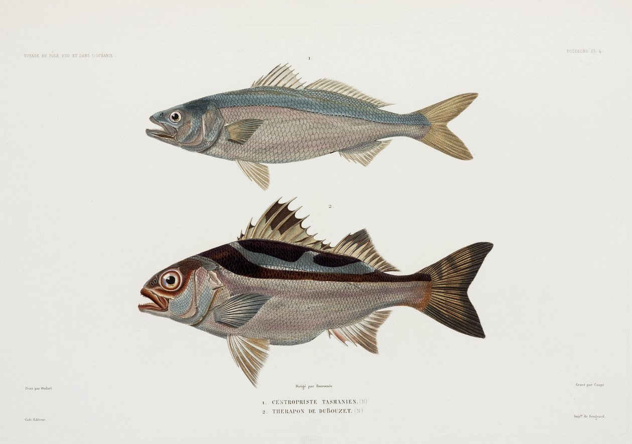 To typer fisk av John Pardon
