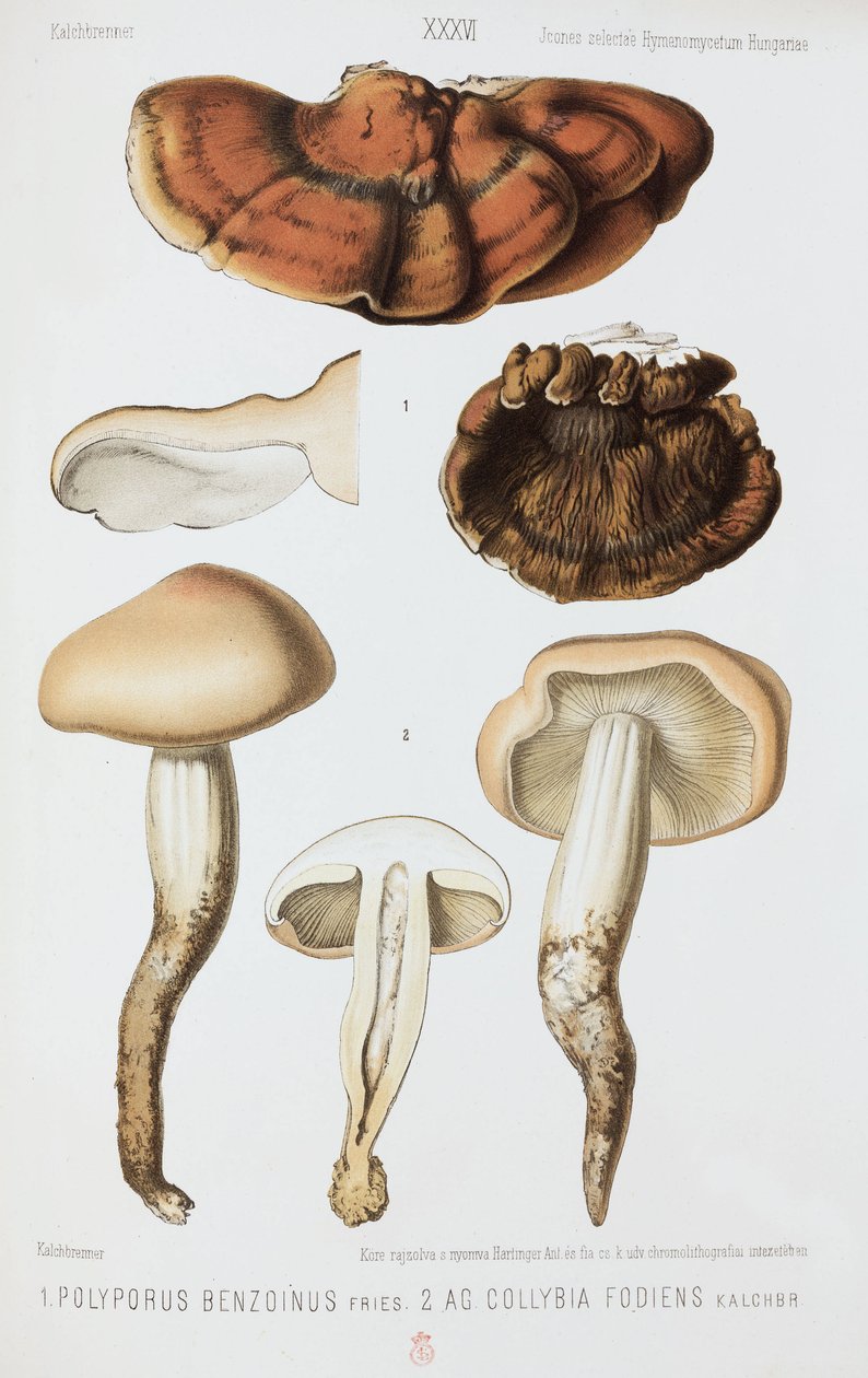 To typer sopp, ca 1874 av John Pardon