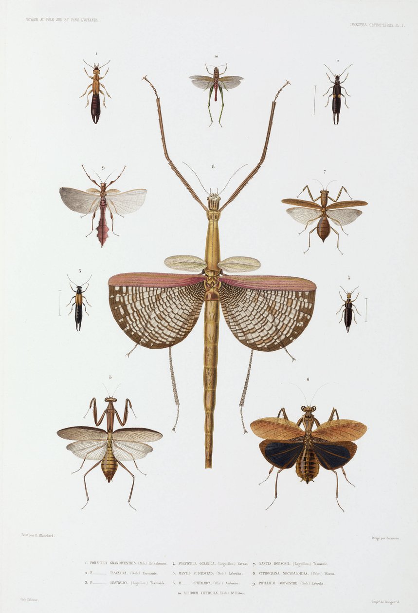 Typer av insekter, Australia, Salomonøyene og Indonesia av John Pardon