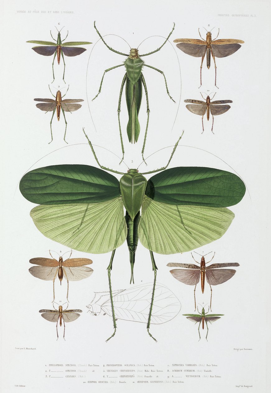 Typer av insekter, Tenerife og Indonesia av John Pardon