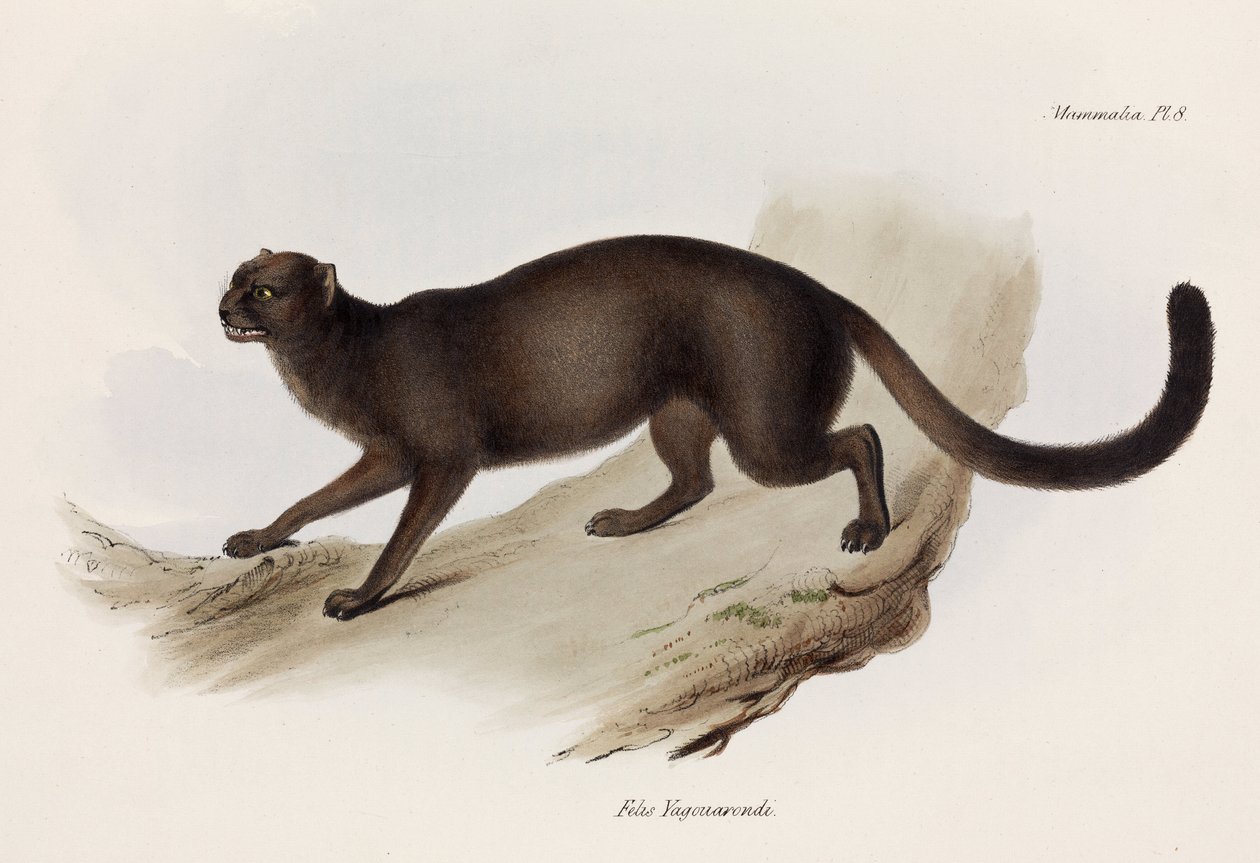 Weasel eller oter katt, Sør-Amerika, c 1832-1836 av John Pardon