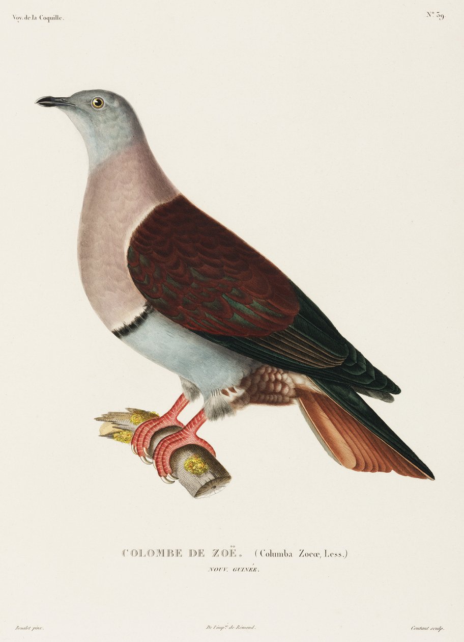 Zoes due, New Guinea av John Pardon