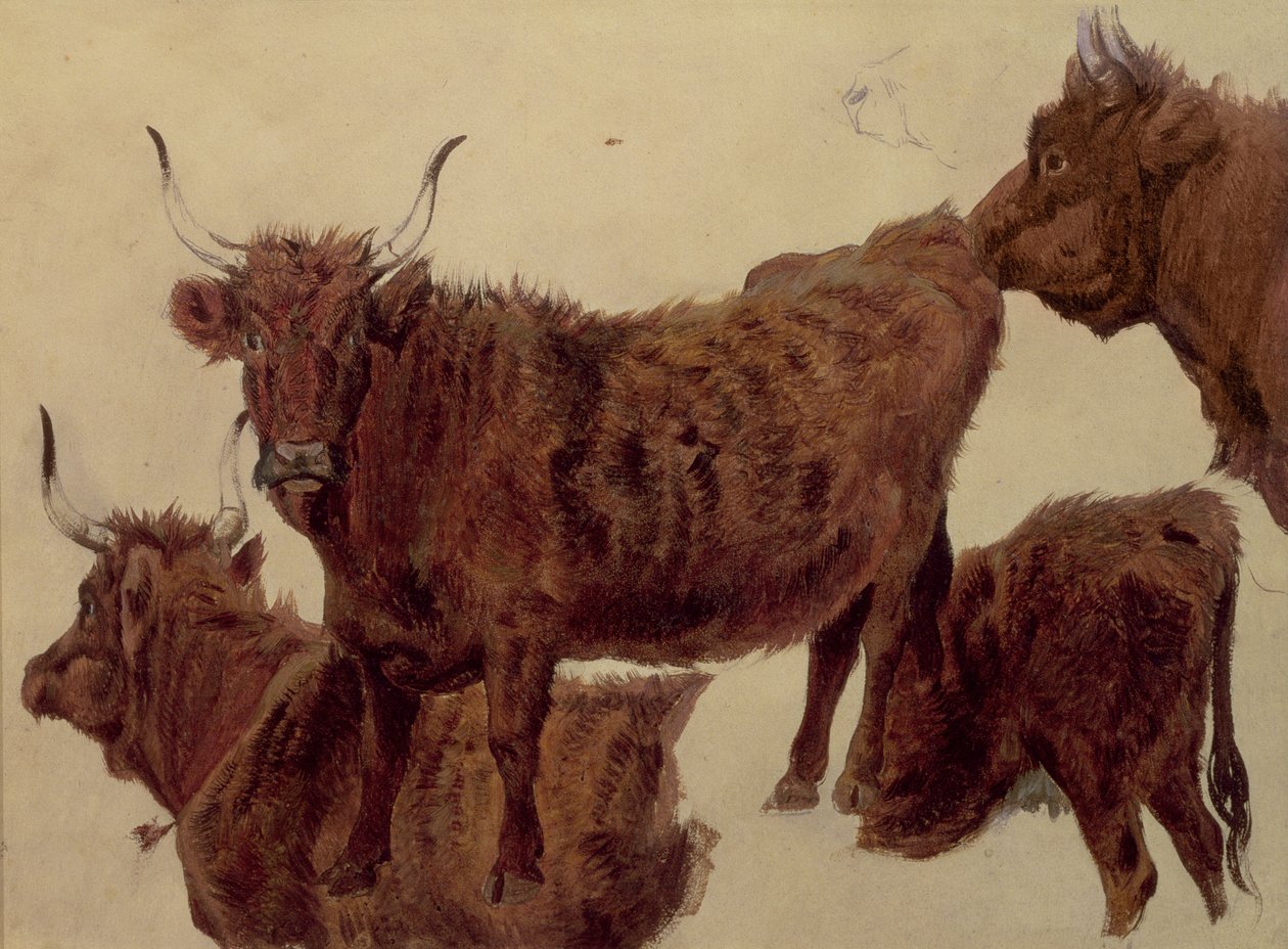 Studier av Highland Cattle (olje på papir) av Richard Ansdell