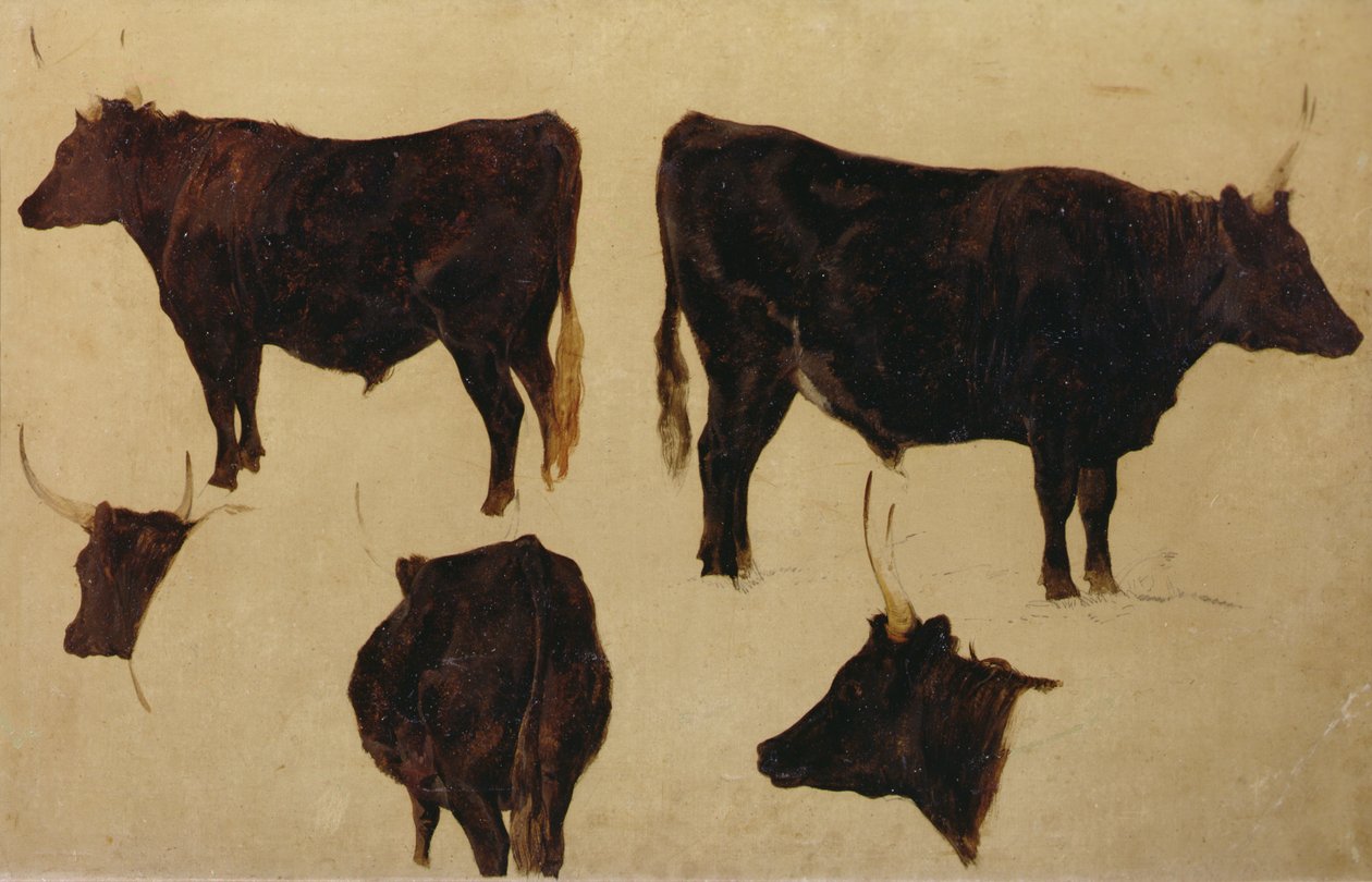 Studier av langhornet storfe (olje om bord) av Richard Ansdell