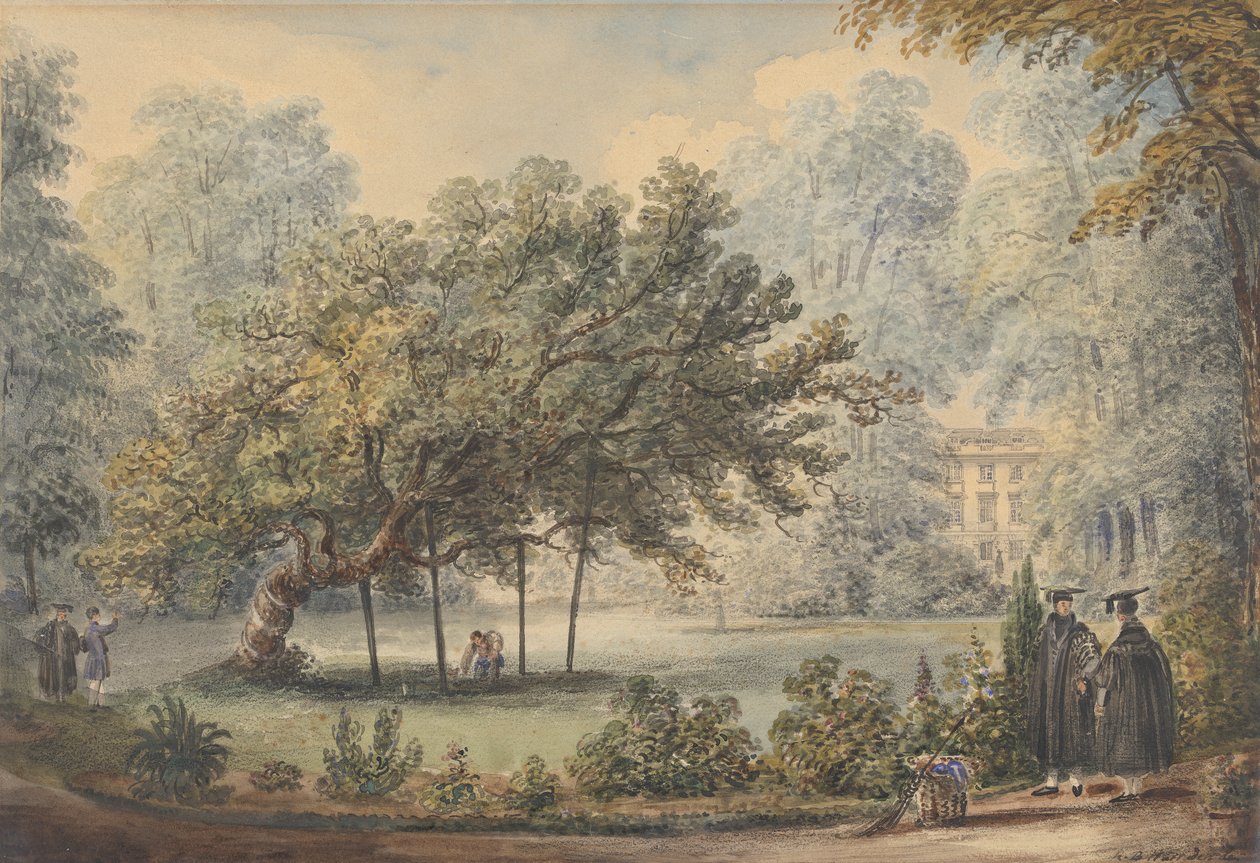 Miltons Mulberry Tree, Christ's College Gardens, Cambridge av Richard Banks Harraden