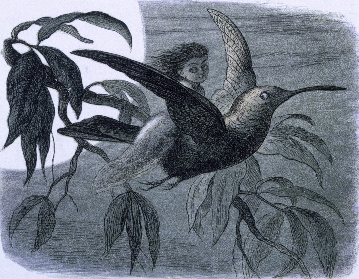 En fe (eller en nymfe) som rir på en kolibri. Illustrasjon fra ""In Fairy land. En serie bilder fra alveverdenen"" av Richard Doyle av Richard Doyle