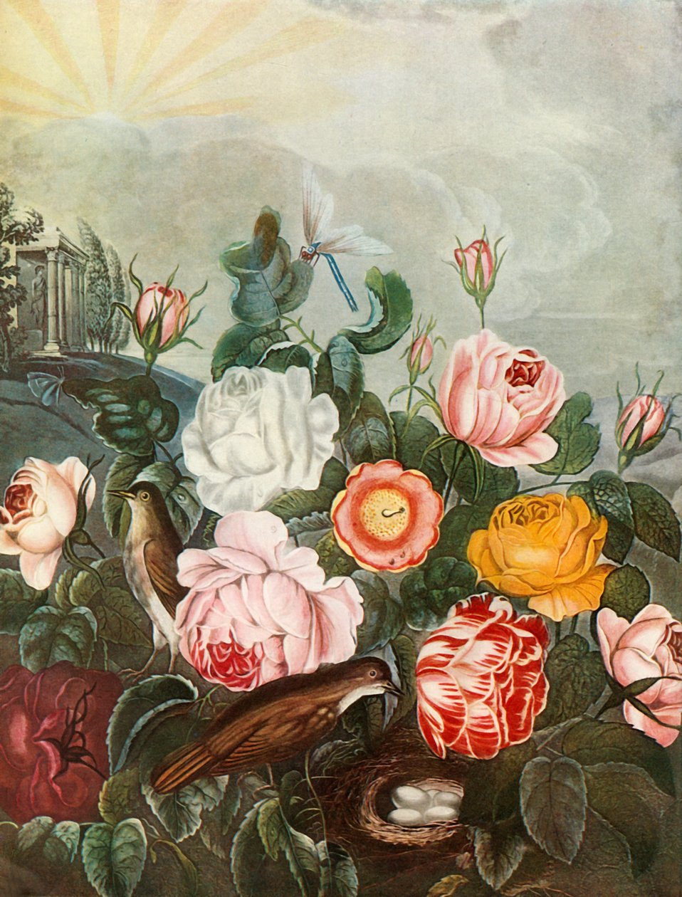 Roses, c1805, 1948. av Richard Earlom