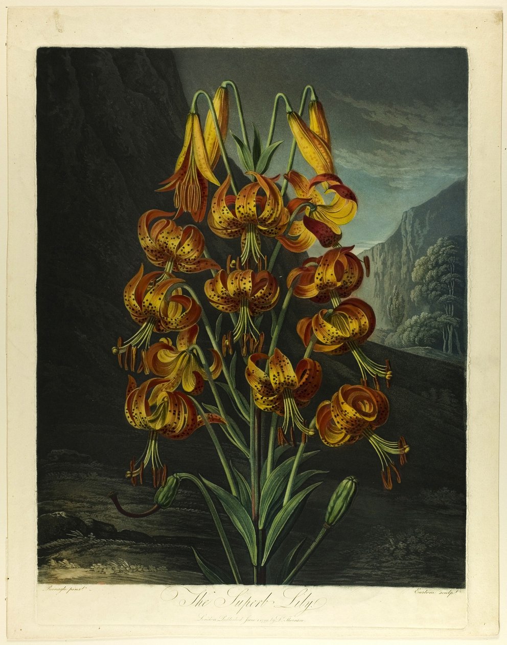 The Superb Lily, fra The Temple of Flora av Richard Earlom