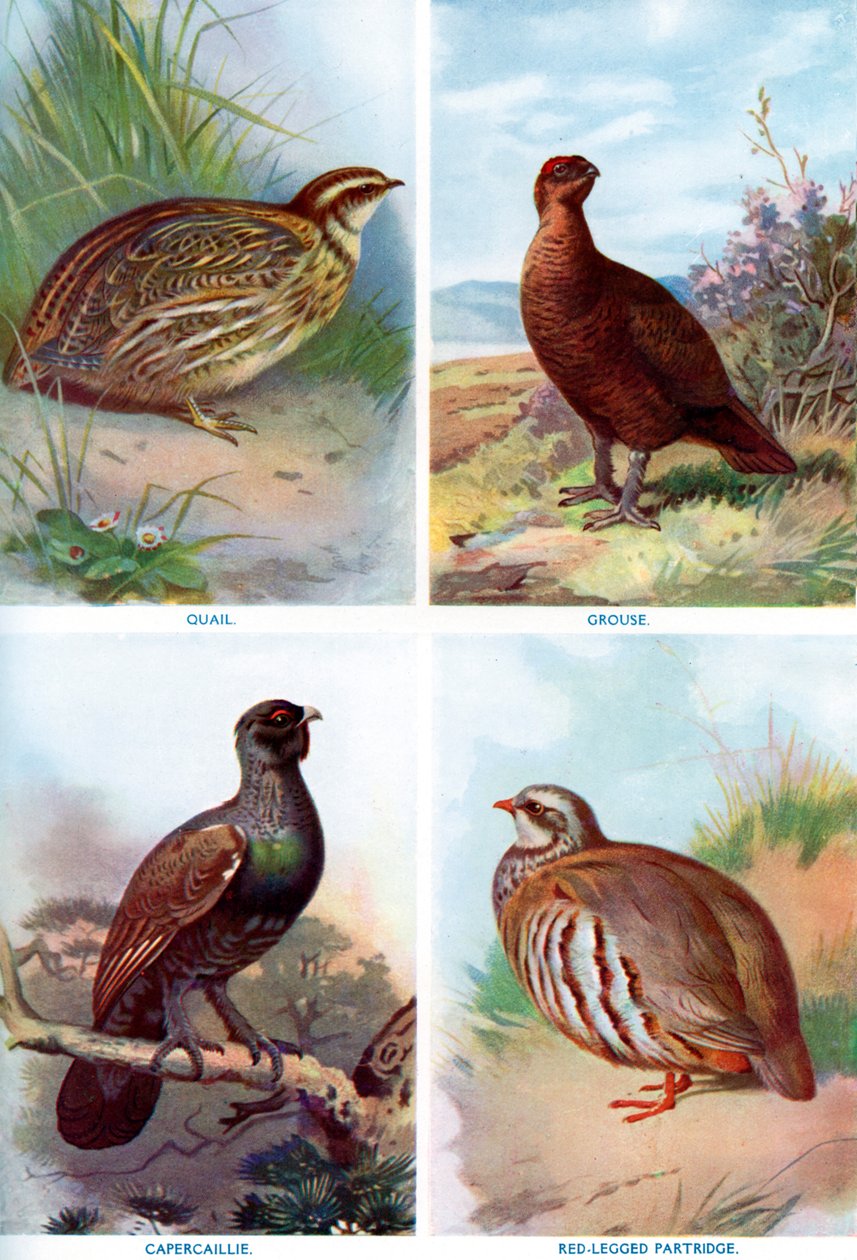 Spillfugler fra Harmsworth Natural History, 1910 1911-1912. av Richard Lydekker