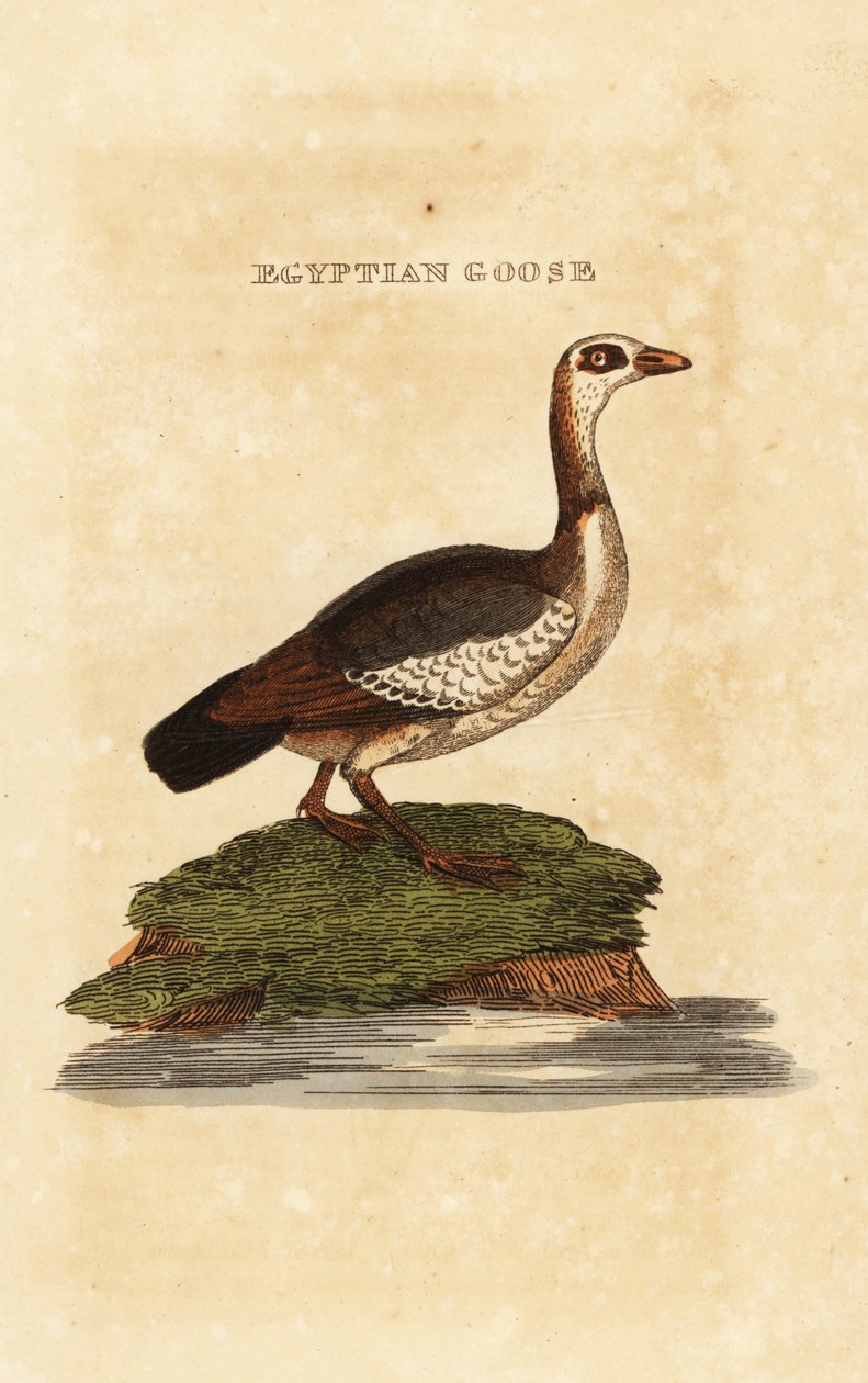Egyptisk gås, Alopochen aegyptiaca av Richard Polydore (after) Nodder